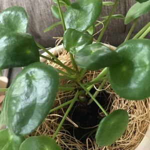 Meet your Posher, Liz